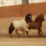 IMG_15984_1 Jökull Riddari