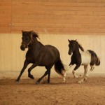 IMG_17713_1 Randafluga Aris