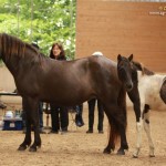 IMG_17739_1_1 Randafluga Aris