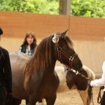 IMG_17740_1 Randafluga