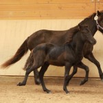 IMG_17752_1 Runa Ragnar