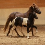 IMG_17782_1 Puma Arion