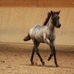 IMG_17812_1 Sprengja