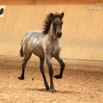 IMG_17815_1_1 Sprengja