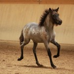 IMG_17819_1 Sprengja