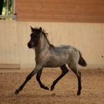 IMG_17823_1 Sprengja