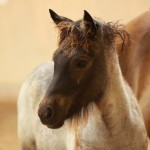 IMG_17828_1 Sprengja