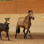 IMG_17832_1 Bjalla Blida