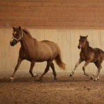 IMG_17846_1 Perla Trausti