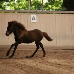 IMG_19309_1 Gleymmerei