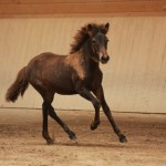 IMG_19322_1 Gleymmerei