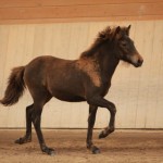 IMG_19331_1 Gleymmerei