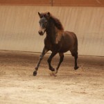 IMG_19335_1 Gleymmerei