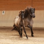 IMG_19348_1 Melros Penta