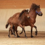 IMG_19401_1 Hreyfing Hamradis