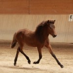 IMG_19405_1 Hreyfing