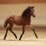 IMG_19425_1 Hreyfing