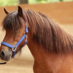 IMG_19428_1 Hamradis