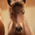 IMG_19430_1 Hreyfing