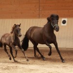 IMG_19436_1 Lomadis Lif