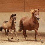 IMG_19474_1 Piltur Puma