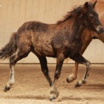 IMG_19508_1 Svartasol