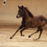 IMG_19509_1 Svartasol