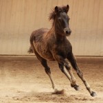 IMG_19519_1 Svartasol