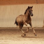 IMG_19524_1 Skörungur Perla