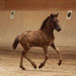 IMG_19536_1 Skörungur