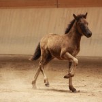 IMG_19541_1 Skörungur