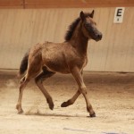 IMG_19542_1 Skörungur