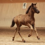 IMG_19564_1 Skörungur