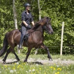 verkaufsschau-burrishof-2017-02