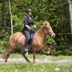 verkaufsschau-burrishof-2017-03