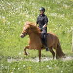 verkaufsschau-burrishof-2017-04