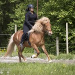 verkaufsschau-burrishof-2017-05