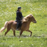 verkaufsschau-burrishof-2017-06