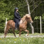 verkaufsschau-burrishof-2017-07