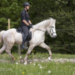 verkaufsschau-burrishof-2017-09