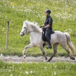 verkaufsschau-burrishof-2017-10