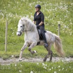 verkaufsschau-burrishof-2017-11