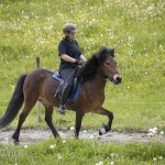 verkaufsschau-burrishof-2017-12