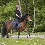 verkaufsschau-burrishof-2017-13