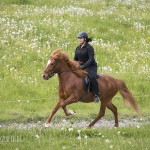 verkaufsschau-burrishof-2017-14