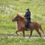 verkaufsschau-burrishof-2017-16