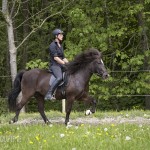 verkaufsschau-burrishof-2017-17