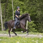 verkaufsschau-burrishof-2017-18