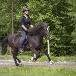 verkaufsschau-burrishof-2017-19