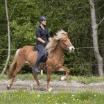 verkaufsschau-burrishof-2017-21